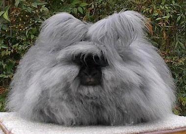 Angora Rabbit