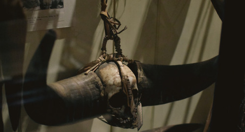 fallbabylon:Ceremonial skulls, Pitt Rivers Museum, Oxford