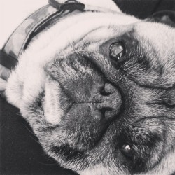 ilovepugs4ever:  Follow Dog Quotes.