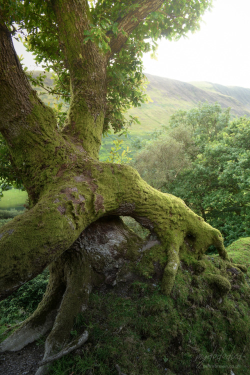 mydododied:A walk at Tal-y-llyn