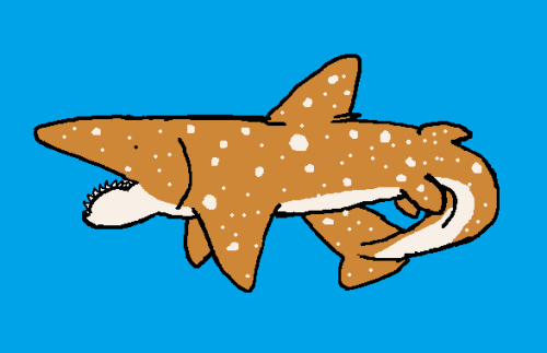 Helicoprion- Middle Permian (290 Ma)For someone who loves fish as much as I do, I rarely talk about 