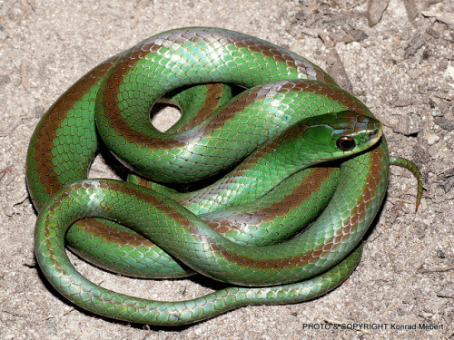 libutron:Jaeger’s Ground SnakeThis beautiful snake is Liophis jaegeri (Colubridae), Syn. Erythrolamp