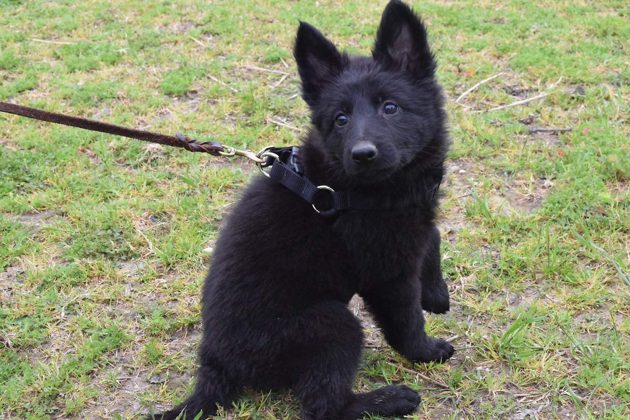 Pawsitively Powerful