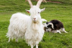 princess-fedora:  half-a-lesbian:  There are fewer than 820 Icelandic goats left on the planet, and nearly half that population will be slaughtered in less than a month when the Haafell goat farm is foreclosed upon. This species is in a fragile state