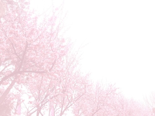 honeysake: Cherry Blossom Festival 2018 