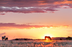 horsesornothing:  Horsing Around (by Travis Lord | Lord Photography) 