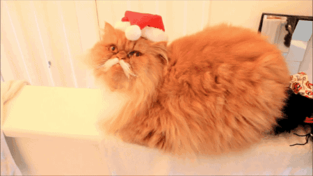 gifsboom:Oki The Cat // tumblr // Facebook // twitterMerry Christmas, Oki!