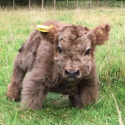 A Alguien Ms Le Gustan Las Vacas, A Mi Si. Muchos Dirn Que No (mentira, Nadie Comenta Mis Publicaciones)