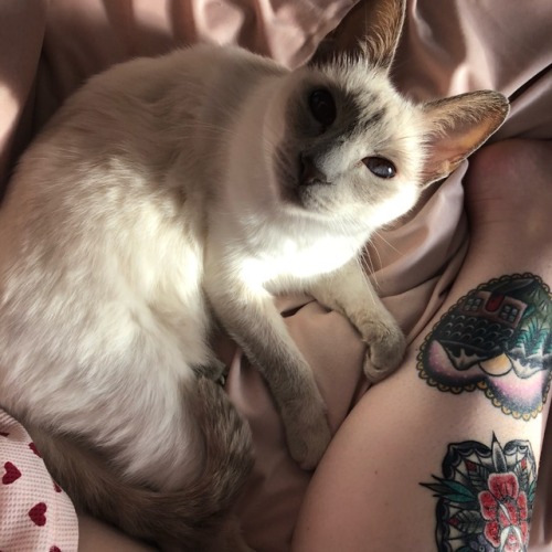 illicitbehaviour:weekends spent curled up with my angel in soft sheets and healing beautiful new tat