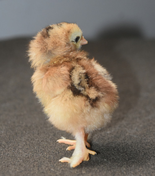 RED COCHIN MIXGallus gallus domesticus©TeenyTinyDinosaurFarm