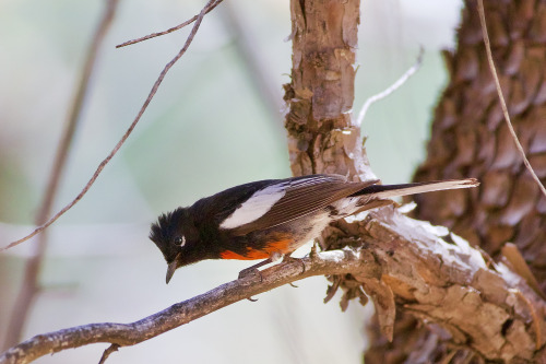 Painted Redstart (Myioborus pictus), Rucker Canyon, Chiricahua Mountains, Arizona.