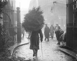 maudelynn:  Taking the Tree home, Chelsea, London c.1915 