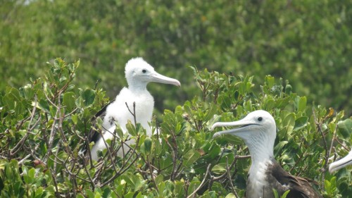 Fregatt birds - Barbuda (Antigua) 2015