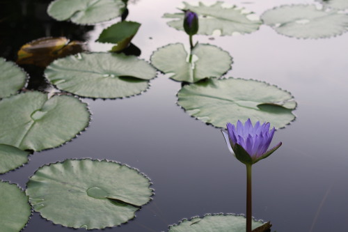purple lotuses.