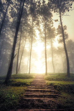 earthyday:  Misty Forest © Ratchata Charoensri 