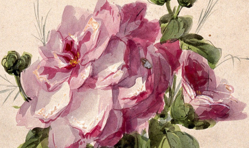 florealegiardini: Pink camellia (Camellia species): flower and leaves (detail), G. Calmard