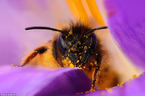 adoptpets:Who’s a pretty boy? You are, yes you are!Bee covered in pollen resting in the heart of a c