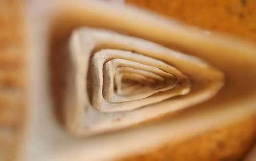 tbdvm:View through the vertebral foramina of a dolphin - Shoals Marine Lab, Appledore Island, Maine