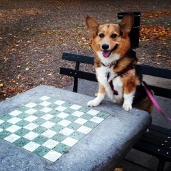 corgiaddict:  Scout ready to take on all challengers in Prospect Park, Brooklyn