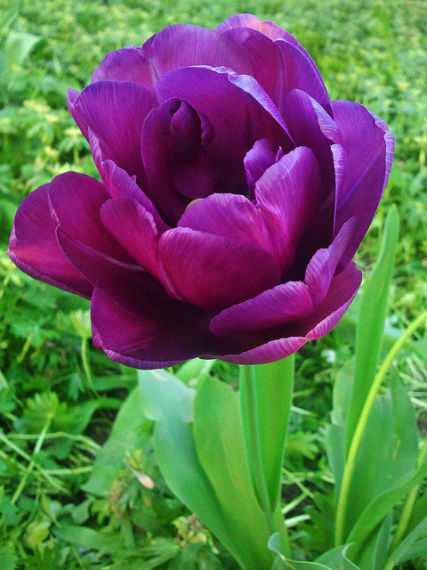 A charming tulip by Ramona R*** on Flickr.