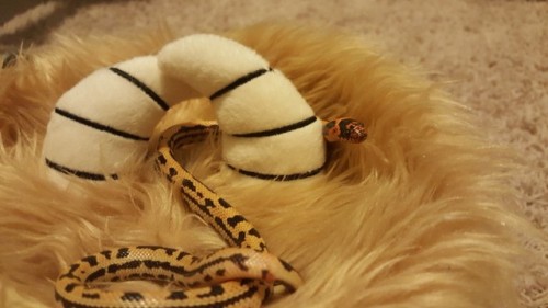 jacqsreptiles:solaire is… very tiny babbmust be kept in chester to stay safe