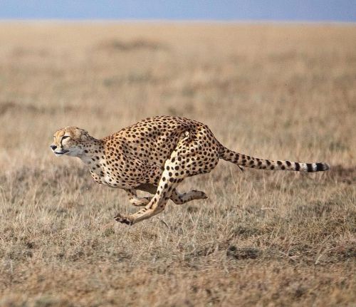 Cheetah going to pick up Fast Food in Tanzania’s Serengeti from #behindthelens of our very own #wild