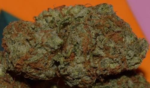 doritosandkilos710:  Picked up some white rhino, really dense and really smelly nugs. Can’t wait to roll it up into a joint and smoke it. (also, I think I should get a better macro lens)  My fav!