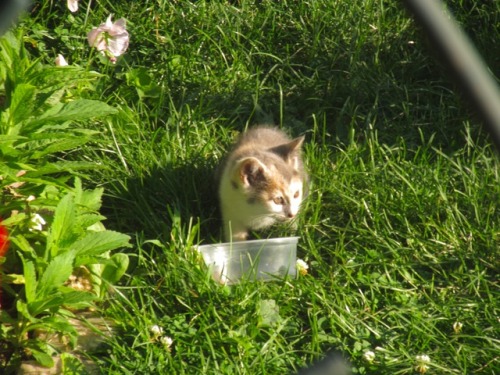 ohnopicturesofanothercat: She smol. A kitten has been visiting the garden, so I put out some food.