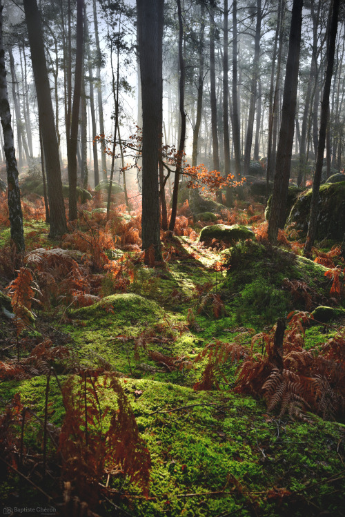 Des lumières d’hiver en forêt 