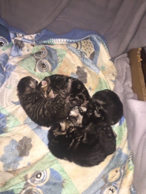 New born babies 