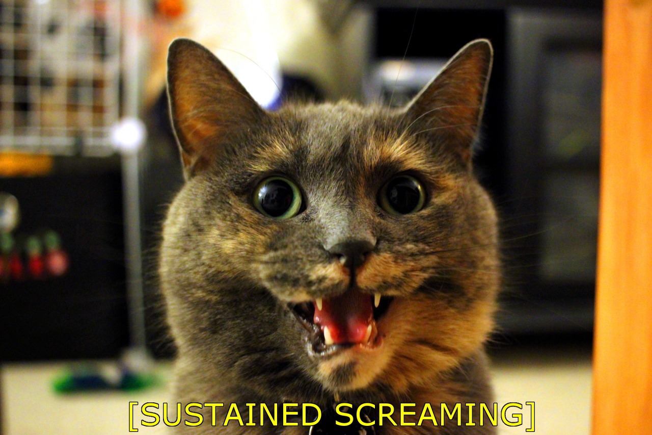 refurbthecat:  Ah, another beautiful day. Let’s check out what’s going on in
