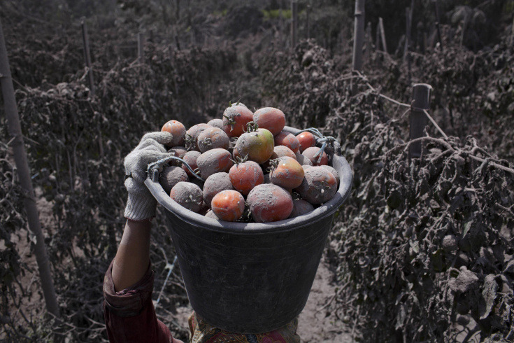 A villager carries a basket of tomatoes as harvest at their fields covered by ash following a further eruption of the Mount Sinabung in Karo District, North Sumatra, Indonesia (Photo by Ulet Ifansasti/Getty Images via LightBox)