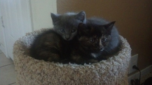 broughtbackcat:  nononostromo:  Sisters.  Lookit those cuties.