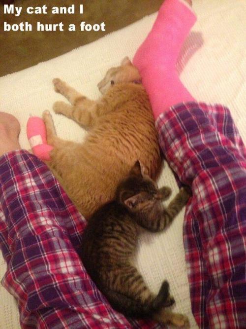 itsstuckyinmyhead:Cats and Tumblr