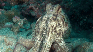 dynamicoceans:An octopus says hello to the cameramanVideo