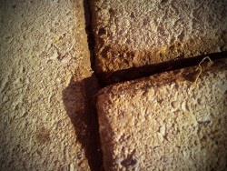 sophiecharlottephotography:  close up - texture
