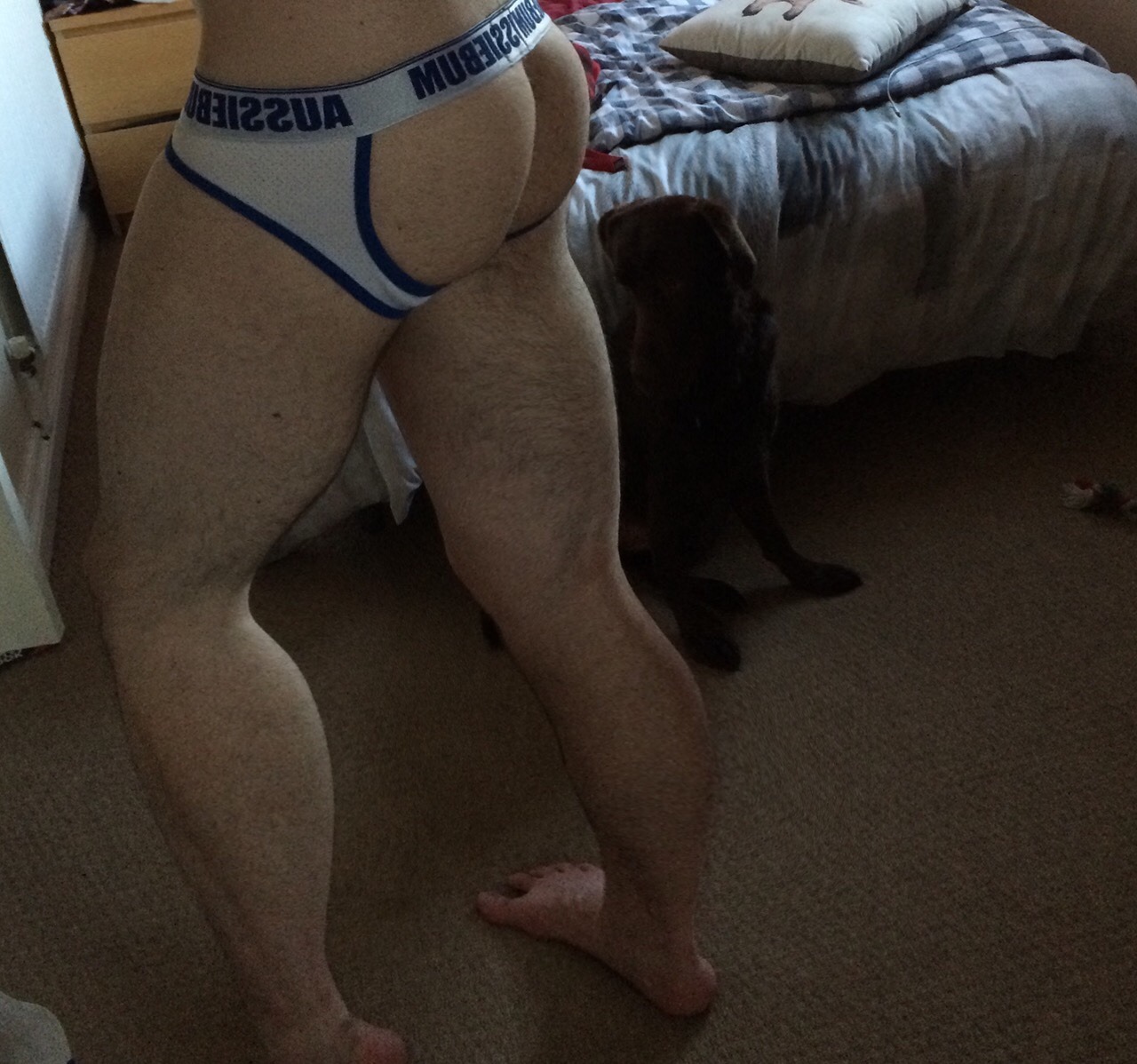 thalius-james:  My dogs so ashamed 😂