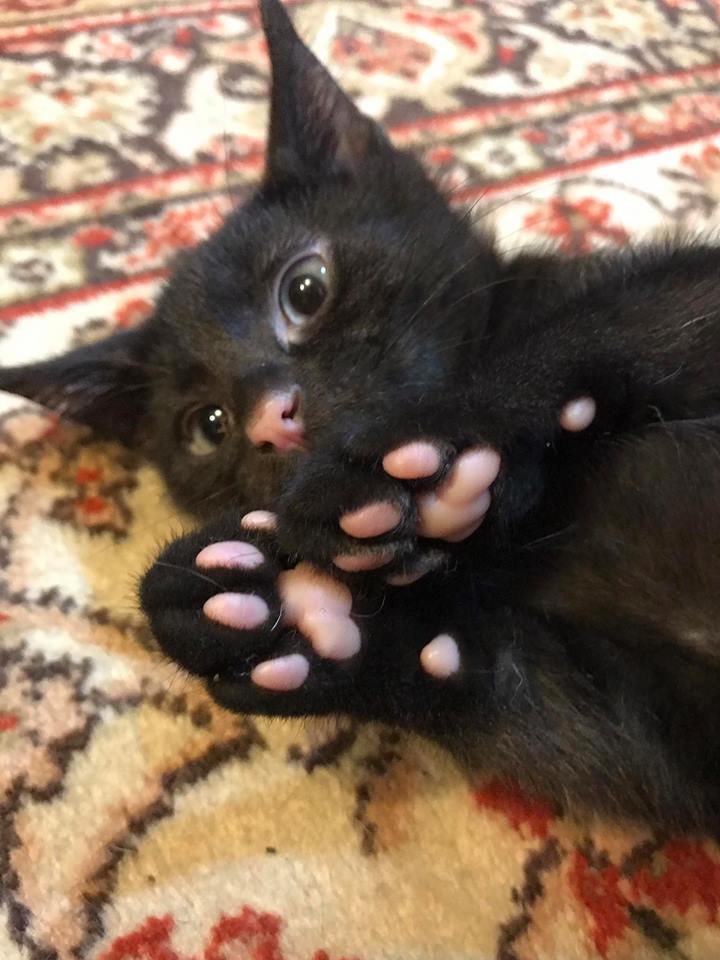 catsbeaversandducks:  What’s even cuter than a black cat with a pink nose? A black