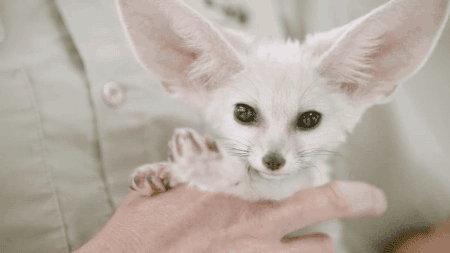 racoonwolf:   Energetic Baby Fennec Fox Explores the San Diego Zoo Nursery ** video **  so cute!!