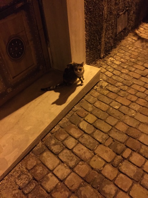 Cats Of Marrakech.