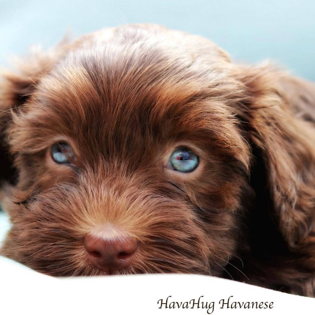 Havanese with blue store eyes