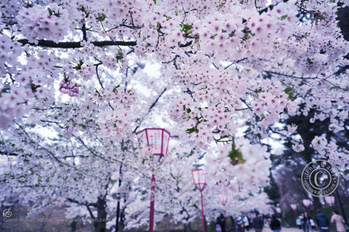 Spring Matsuri. (Hirosaki Japan).