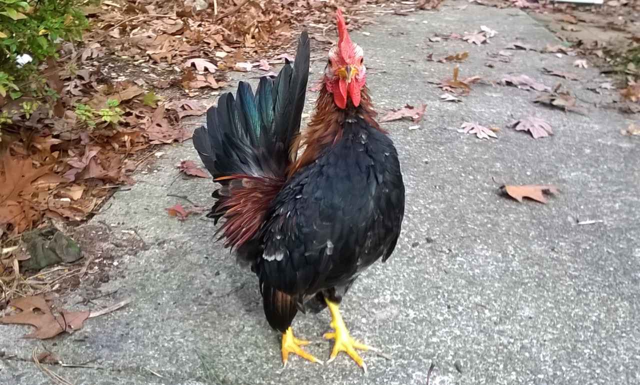 avianawareness:  samandriel:  samandriel:  samandriel:  my rooster doesn’t crow