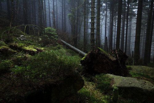 90377: Misty forest in Harz mountains by Olli Henze Facebook | Website | Posterlounge | Instagram | 