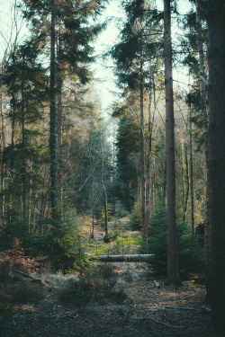 idealizable:  By: forest scene