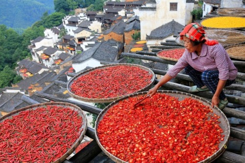 A woman dries chili peppers under the sun in Wuyuan county in Jiangxi province, China on July 21, 20