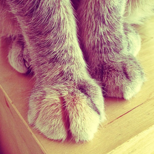 omg paws