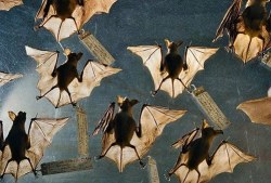 smackinherveins:  Bats | via Facebook on