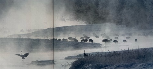 National Geographic: When The Frost Lies White (Japan, 2003) Photography: Tim Laman
