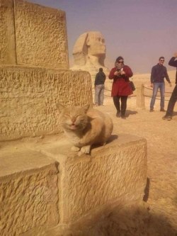 ladyshinga: gayred5:  littleoldariel:  markv5: – Смотри: я сфинкс….  Can someone please translate this I feel like it’s important  “look: i’m a sphinx”  you’re right that was important 